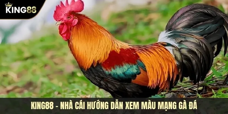 Bí kíp xem màu mạng gà đá theo phong thủy ngũ hành chuẩn xác