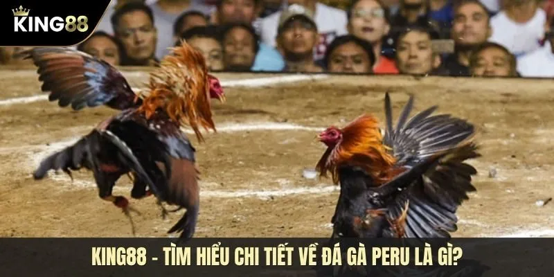 Đá gà peru có gì khác biệt? Khám phá đam mê tại trường gà hàng đầu