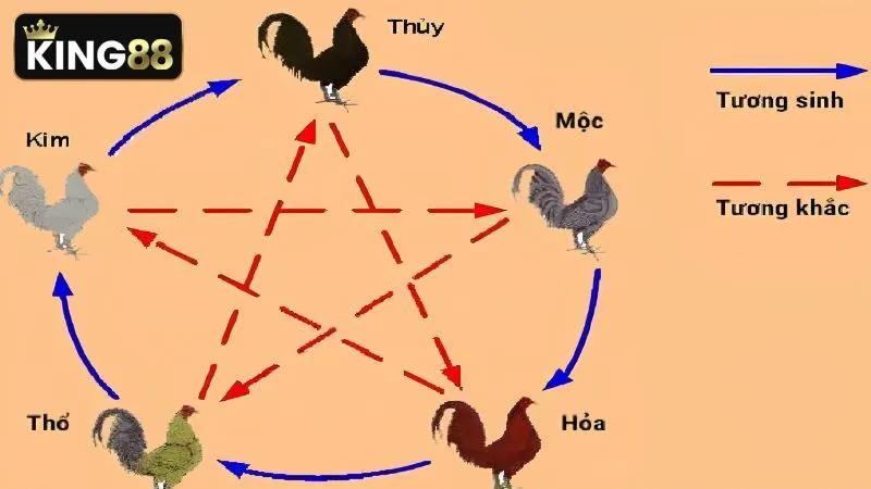Hướng dẫn phân loại màu mạng gà đá theo quy luật ngũ hành