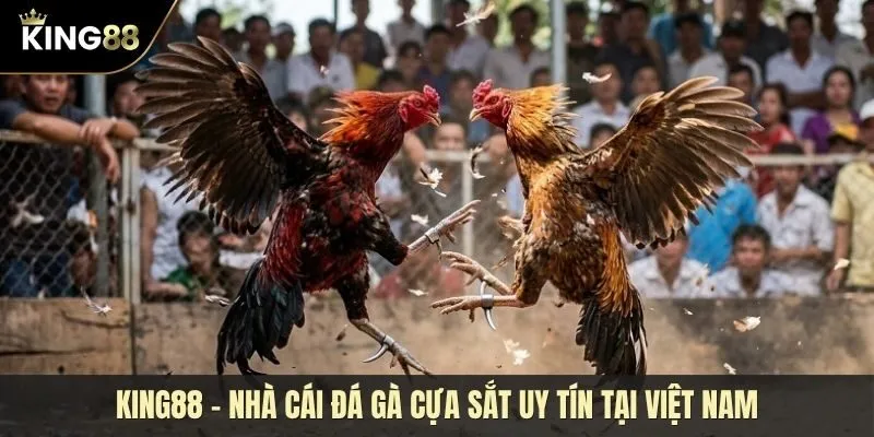 Khám phá đầu trường đá gà cựa sắt hấp dẫn và đầy kịch tính