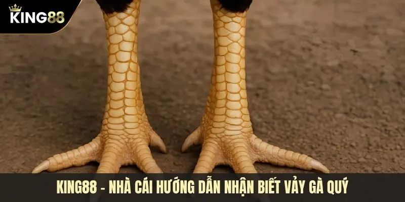 Khám phá thế giới vảy gà quý hiếm