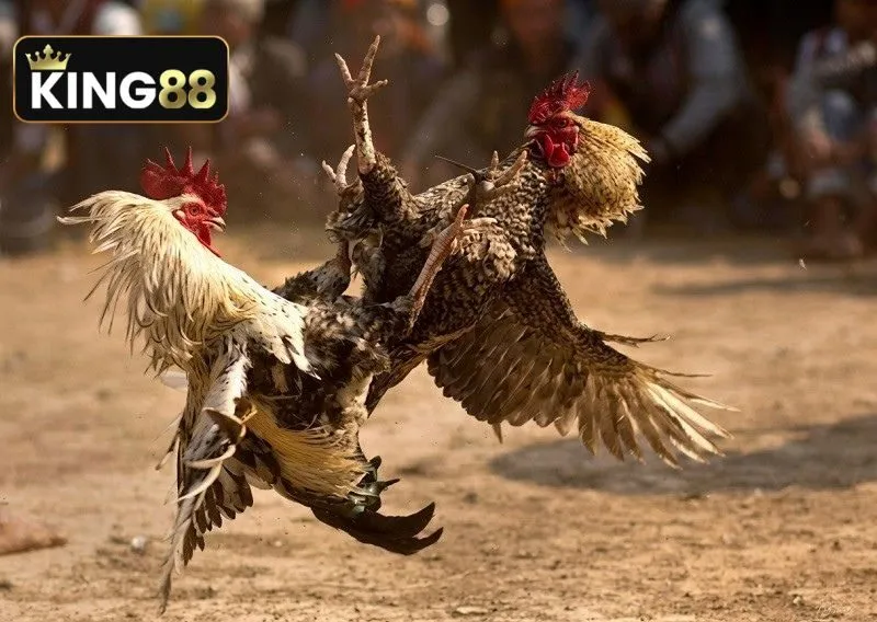 Kinh nghiệm soi kèo đá gà cựa sắt từ cao thủ
