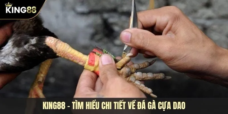 Tất tần tật những thông tin liên quan đến đá gà cựa dao