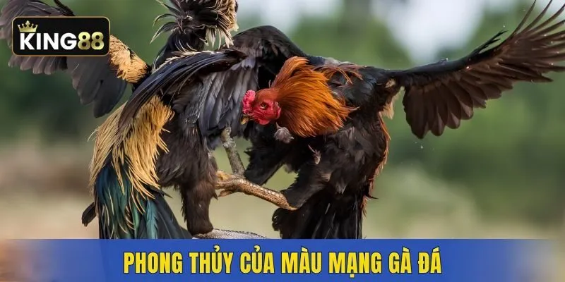 Ý nghĩa của màu mạng gà đá trong phong thủy
